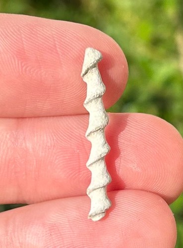 Alabama fossil archimede - alabama,