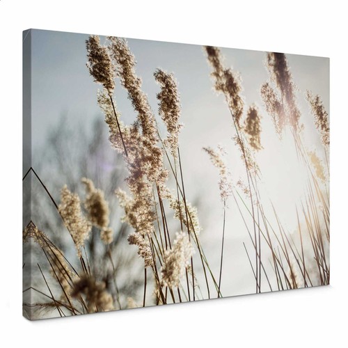 Quadro canvas pampasgras - quadro,