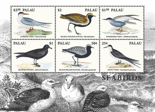 Palau 2018 seabirds - seabirds, plover