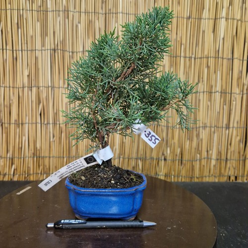 Bonsai ginepro kiushu h - di,
