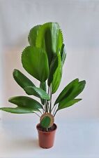 Licuala Grandis - "Palma a Ventaglio" H 75 cm