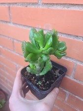 Crassula ovata hobbit pianta - ovata,