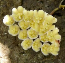 Hoya imbricata - Pianta di Cera | Fiore in Porcellana