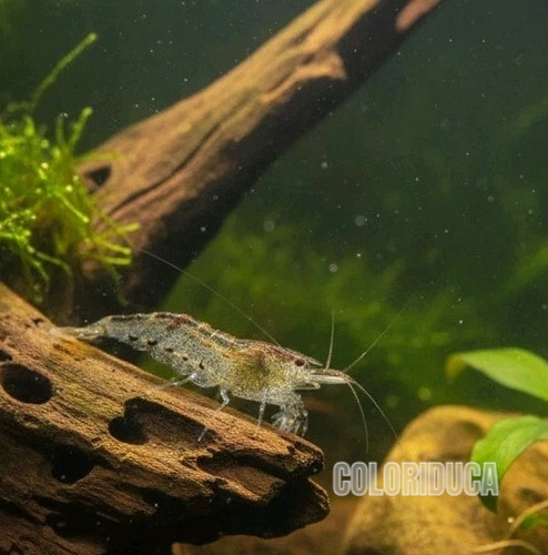 Caridina nativa - ✅8,