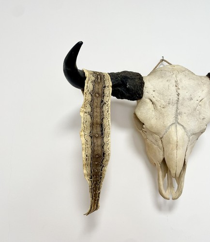 Taxidermy cabinet de - taxidermy,,