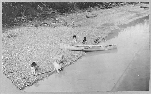 Photo nenana alaska - 1900s, dogs