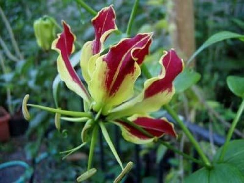 Gloriosa superba