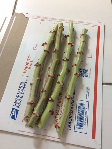 Organic sweet red cassava yuca - red,