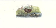 Stampa antica piccola GALLINA