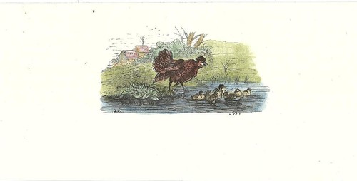 Stampa antica piccola - , gallina