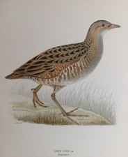 Re di Quaglie Rallidi Gallinella Crex Crex Cromolitografia 1927 Svenska Fåglar