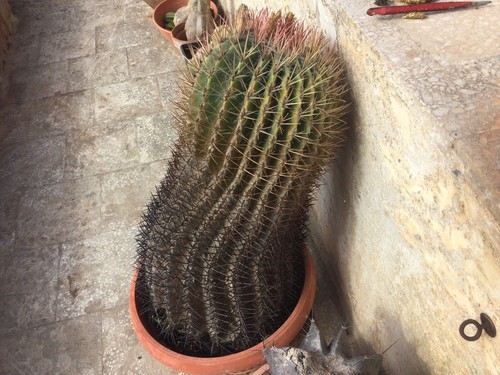 Cactus grandi ferocactus - cactus,
