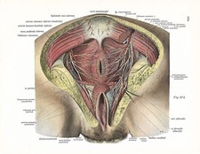 Stampa antica ANATOMIA