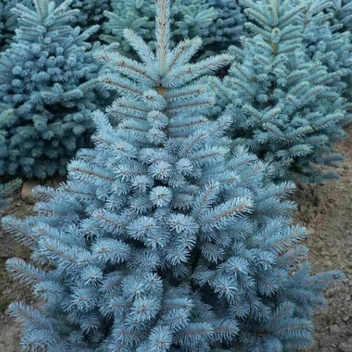 Abete blu rosso - blu,