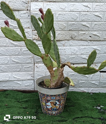 Fico india opuntia - fico,