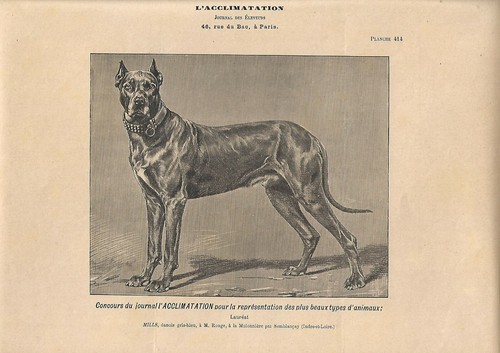 Stampa antica cane razza - cane, alano