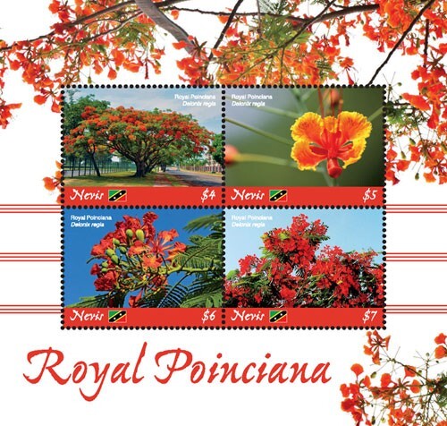 Nevis 2019 royal poinciana - 2019,