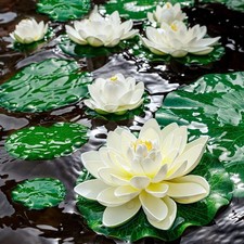 Lily Pad per Stagni, 9 PZ Loto