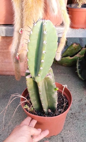 Vaso cereus peruvianus h - 🏜vaso,