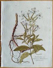 Saponaria + Vietz stampa originale a colori + 1800