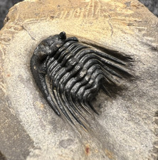 Leonaspis sp. Fossile di