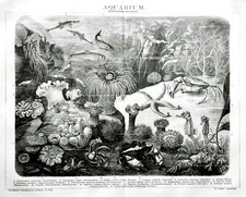1894.Old Print Original.MARINE