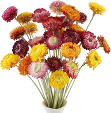 32 Pezzi Fiori Secchi