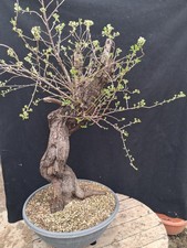 Bonsai di Prunus Mahaleb