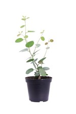 Pianta di Cappero Capparis Spinosa vera commestibile ornamentale da esterno