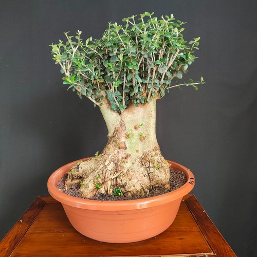 Pre bonsai olivastro - pre, di