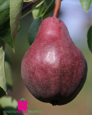 Pianta di Pero 'William Rosso'