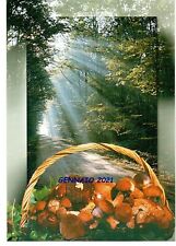 LES CÈPES  PHOTO VALERIE THEVENOT FUNGHI PILZE MUSHROOMS CHAMPIGNONS SETAS 