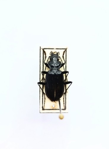 Entomology taxidermy - entomology,
