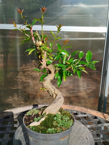 Bonsai punica granatum - bonsai, di