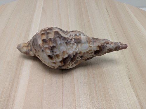 Petit coquillage trompette - petit,