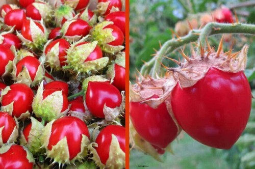Pomodoro litchi - litchi,