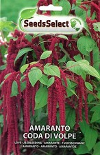 100 Semi/Seeds AMARANTO Coda