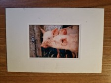 Fotografia cartolina Baci Kisses maiali maialini Ed. Indaco Roma