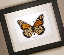 Monarch Butterfly ( Danaus