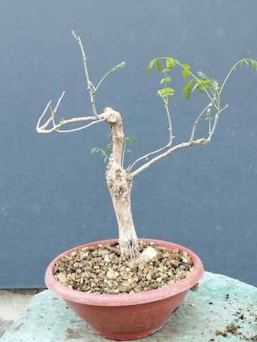 Bonsai glicine 40x30cm in - glicine,