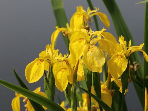 Iris pseudacorus gelbe - iris,