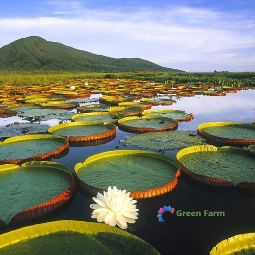 Semi victoria amazonica - semi,