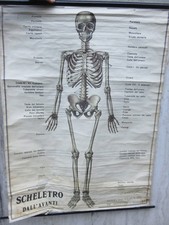 antico poster didattico da studio medico SCHELETRO UMANO De AGOSTINI TRIMARCHI
