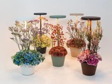 Poldina Reverso di Zafferano