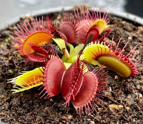 Dionaea muscipula pianta - muscipula,,