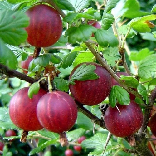 Pianta uva spina rossa - pianta,