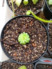 pianta carnivora