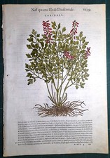 Stampa antica MATTIOLI