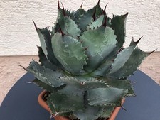 Agave potatorum grande - cm,