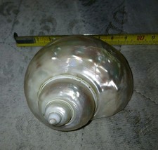 Naturale Turbante Conchiglie